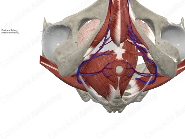 Perineal Artery 