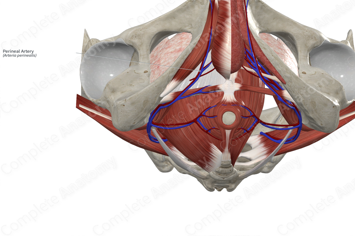 Perineal Artery 