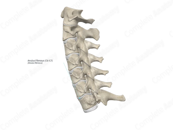 Anulus Fibrosus (C6-C7)