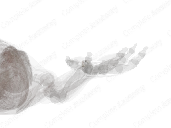 Pisiform Joint (Left)