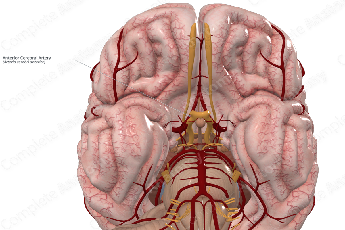 Anterior Cerebral Artery 