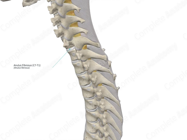 Anulus Fibrosus (C7-T1)
