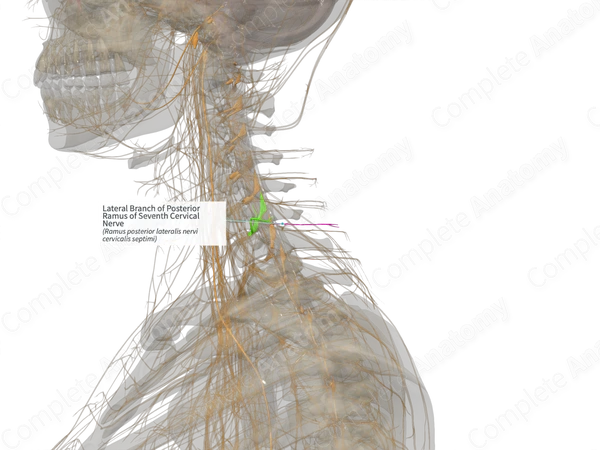 Lateral Branch of Posterior Ramus of Seventh Cervical Nerve (Left)