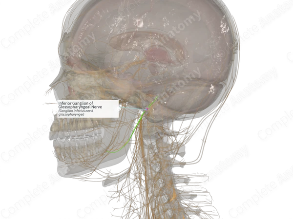 Inferior Ganglion of Glossopharyngeal Nerve (Left)
