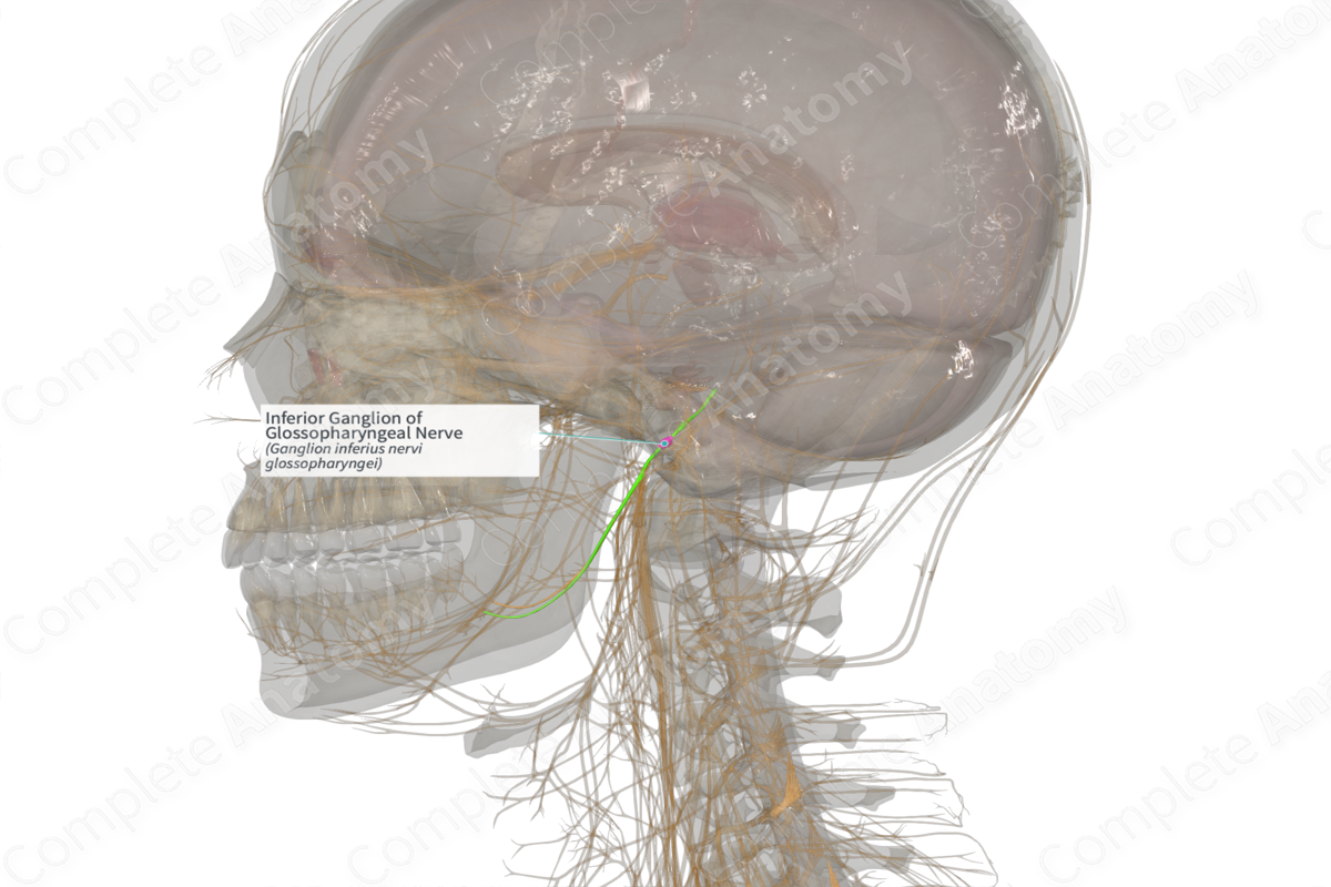 Inferior Ganglion of Glossopharyngeal Nerve (Left)