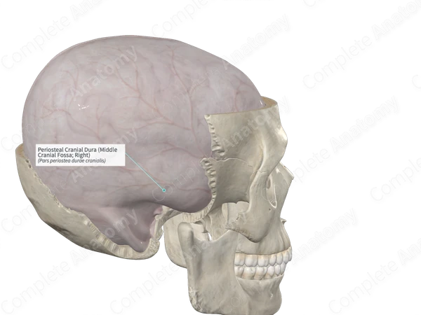 Periosteal Cranial Dura (Middle Cranial Fossa; Right)