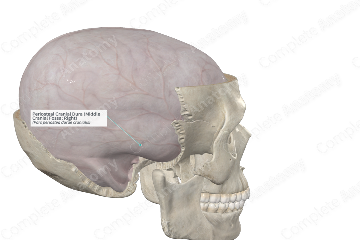 Periosteal Cranial Dura (Middle Cranial Fossa; Right)