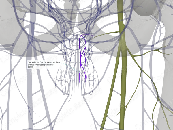 Superficial Dorsal Veins of Penis (Right)