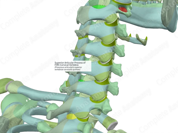 Superior Articular Process of Fifth Cervical Vertebra (Right)