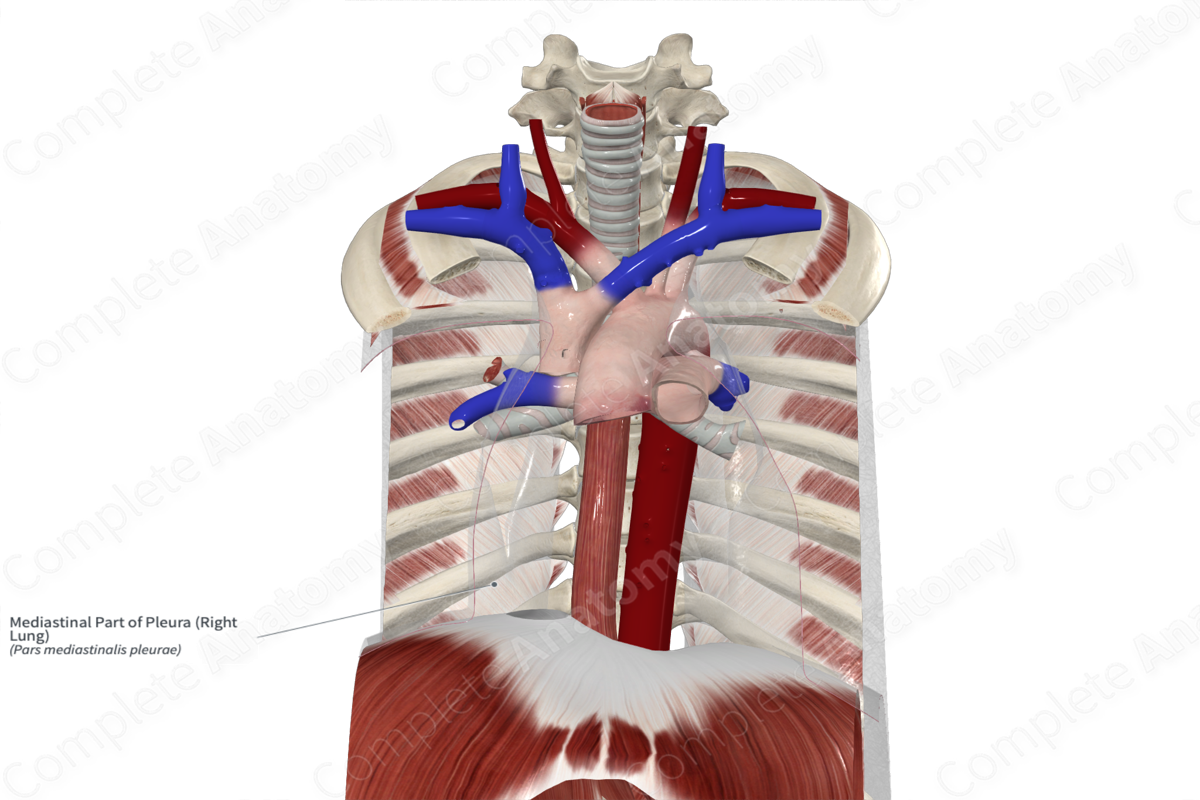 Mediastinal Part of Pleura (Right Lung)
