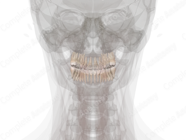 Teeth