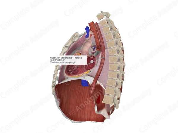 Mucosa of Esophagus (Thoracic Part; Posterior)