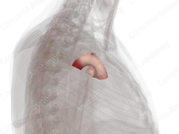 Major Arteries