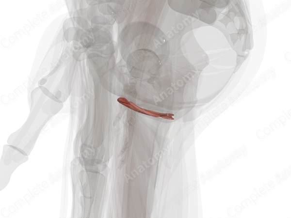 Muscles of Superficial Perineal Space (Left Half)