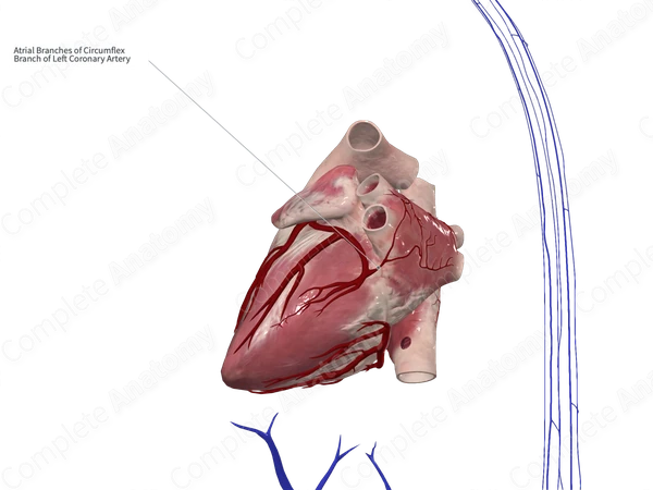 Atrial Branches of Circumflex Artery of Heart