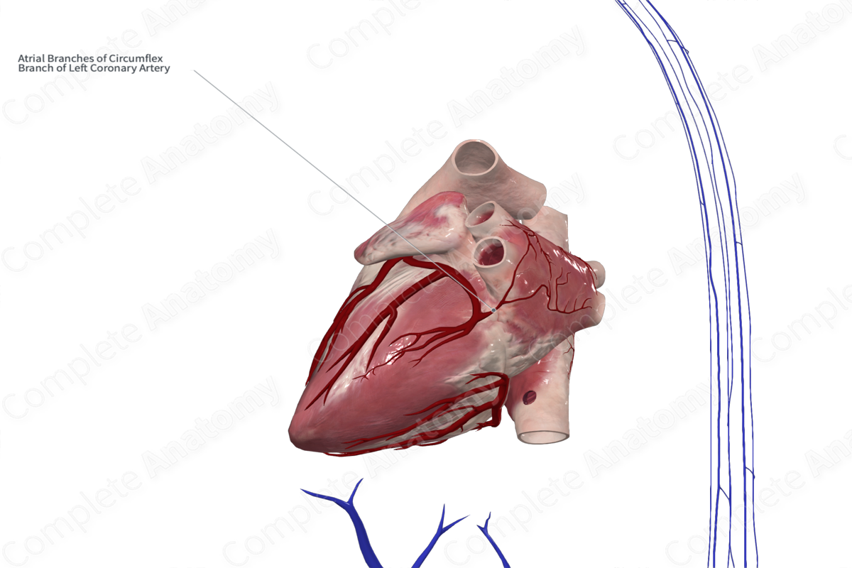 Atrial Branches of Circumflex Artery of Heart