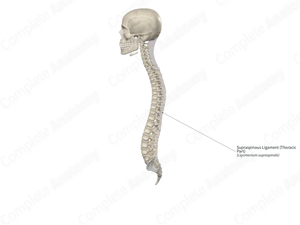Supraspinous Ligament (Thoracic Part)
