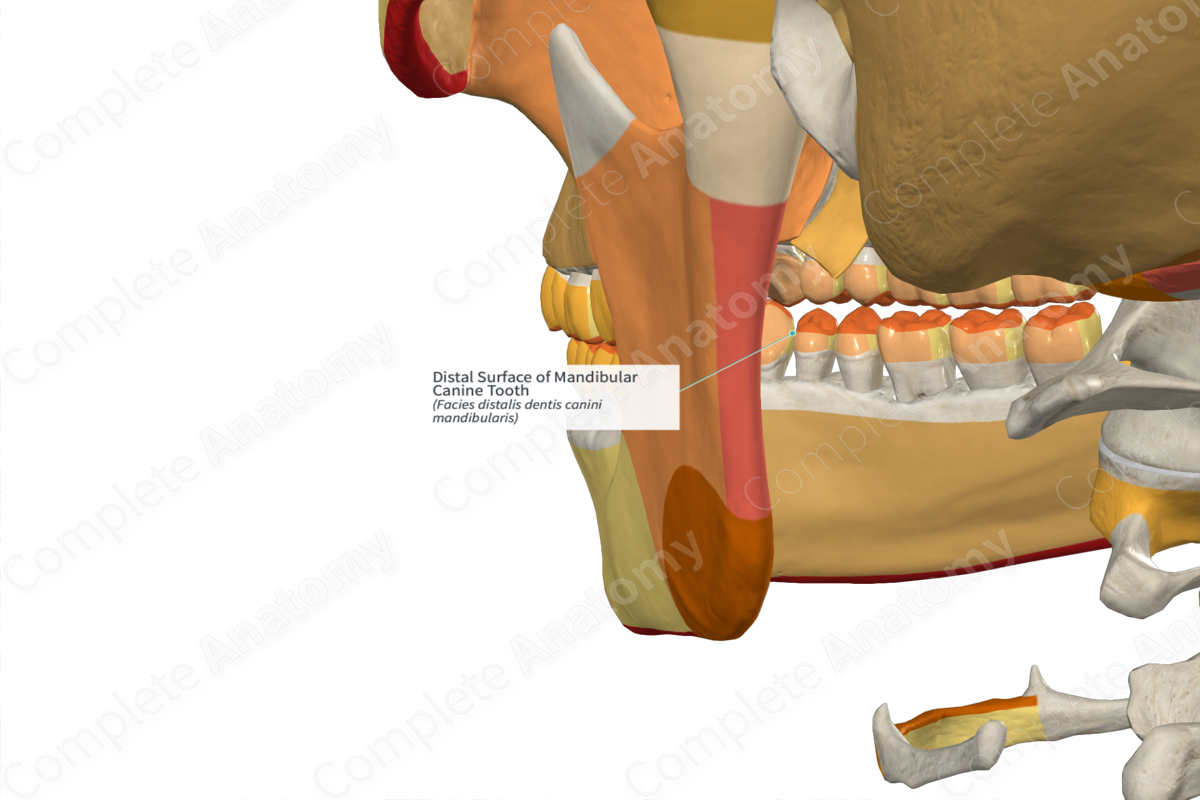 Distal Surface of Mandibular Canine Tooth