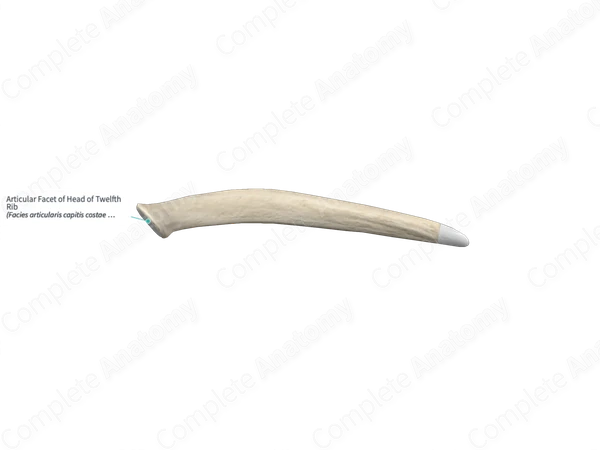 Articular Facet of Head of Twelfth Rib