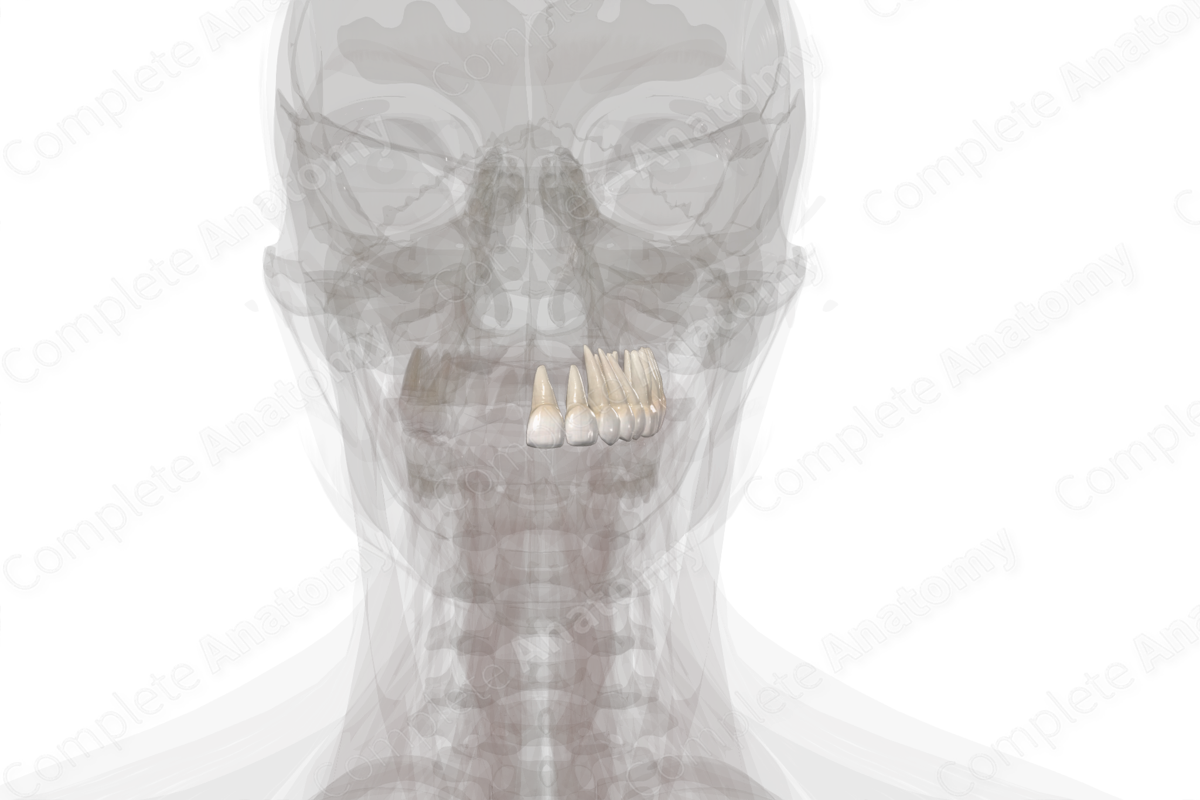 Maxillary Dental Arch (Left Quadrant)