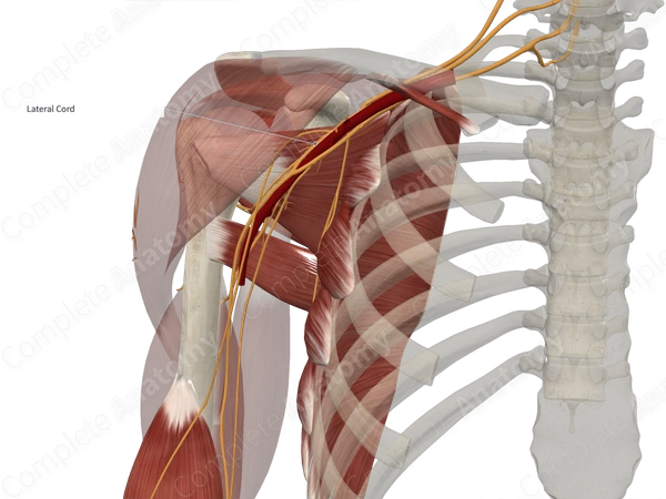 Lateral Cord of Brachial Plexus