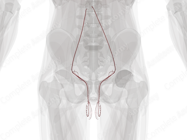 Arteries of Male Internal Genitalia