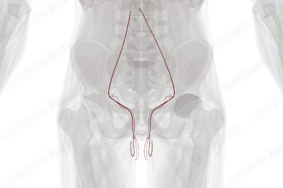 Arteries of Male Internal Genitalia