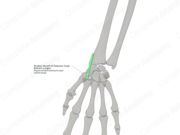 Tendon Sheath of Extensor Carpi Radialis Longus (Right)