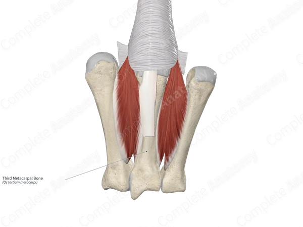 Third Metacarpal Bone 