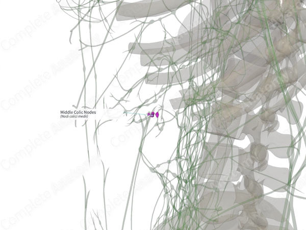 Middle Colic Nodes