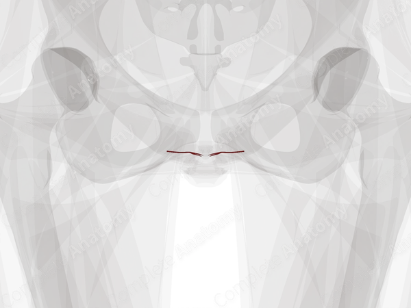 Arteries of Urethra
