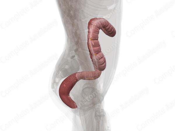 Large Intestine