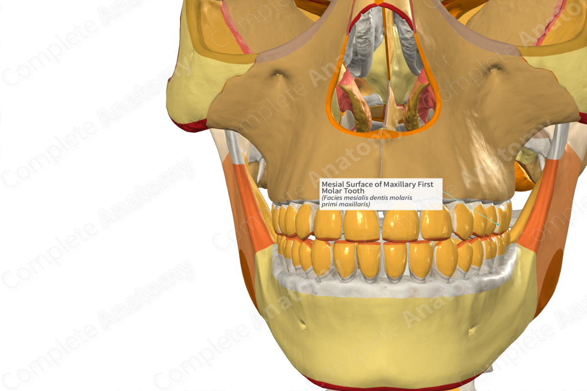 Mesial Surface of Maxillary First Molar Tooth | Complete Anatomy