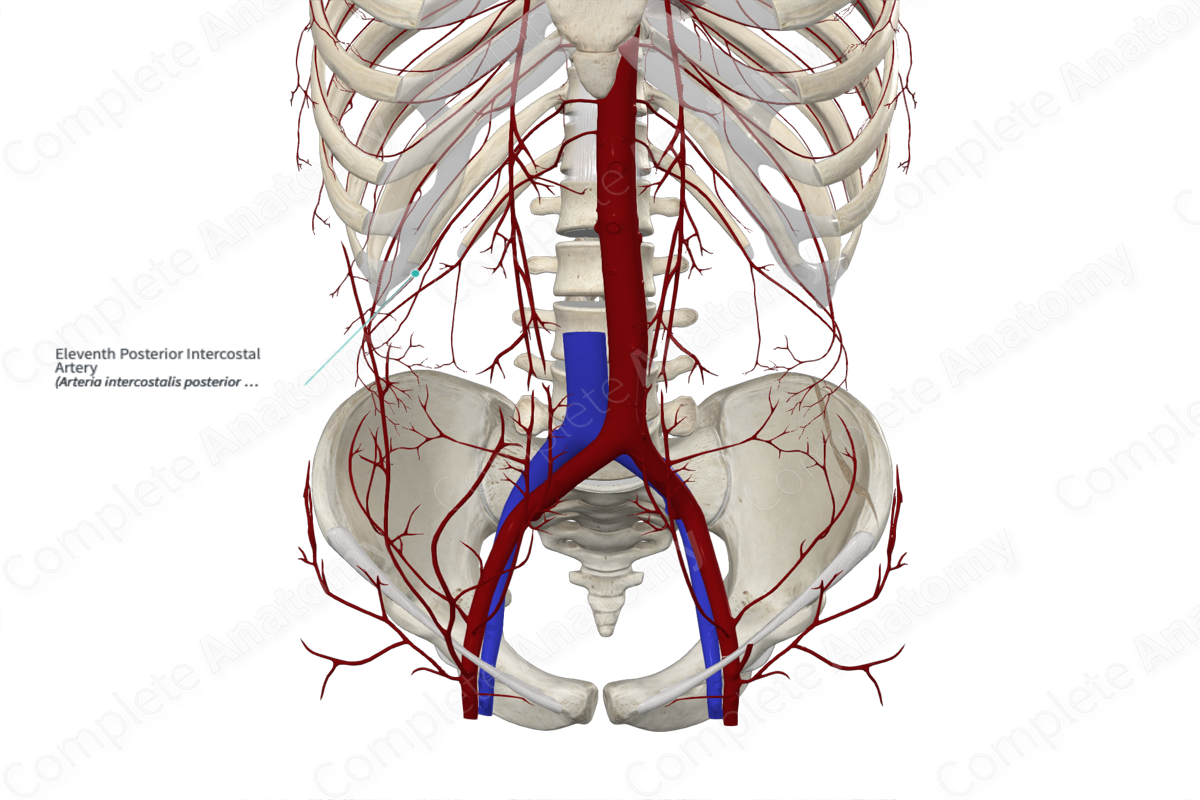 Eleventh Posterior Intercostal Artery 