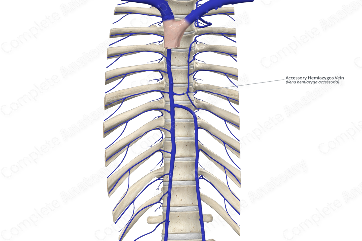 Accessory Hemiazygos Vein