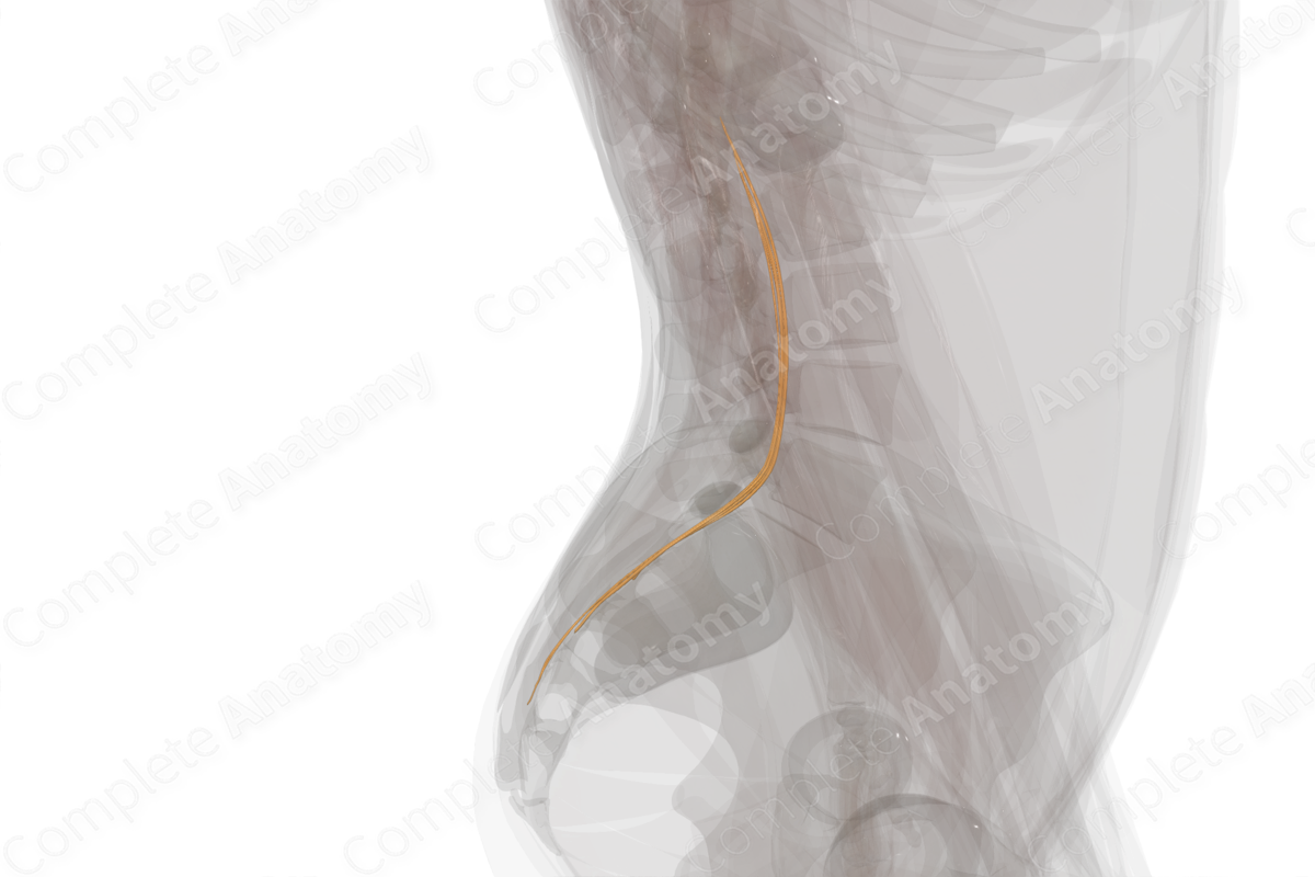 Anterior Roots of Sacral Nerves (Left)