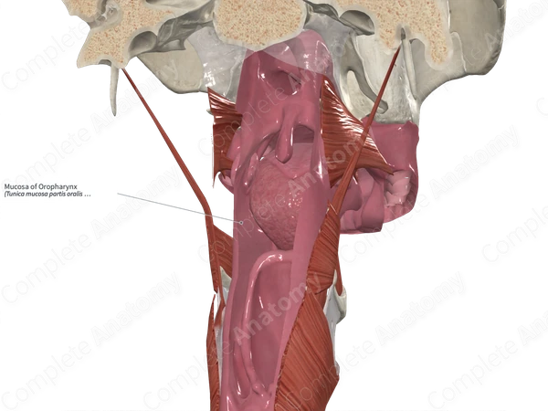 Mucosa of Oropharynx 