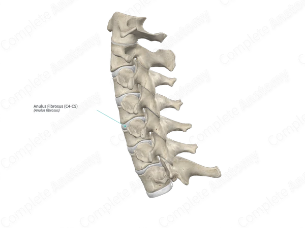 Anulus Fibrosus (C4-C5)