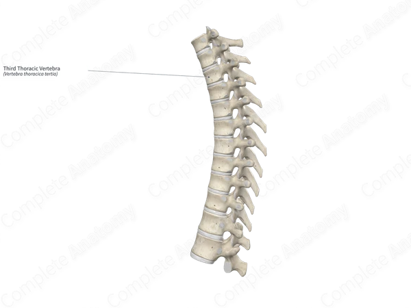 Third Thoracic Vertebra