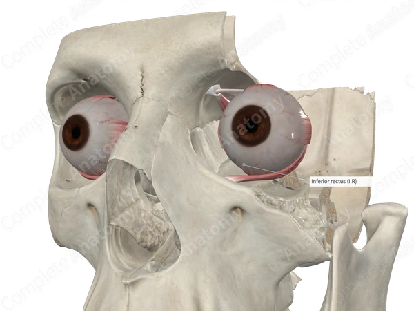 Inferior Rectus Muscle 