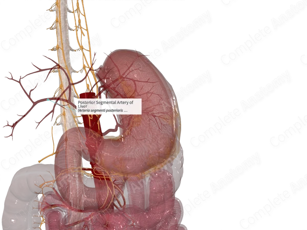 Posterior Segmental Artery of Liver