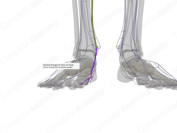 Medial Marginal Vein of Foot (Left)