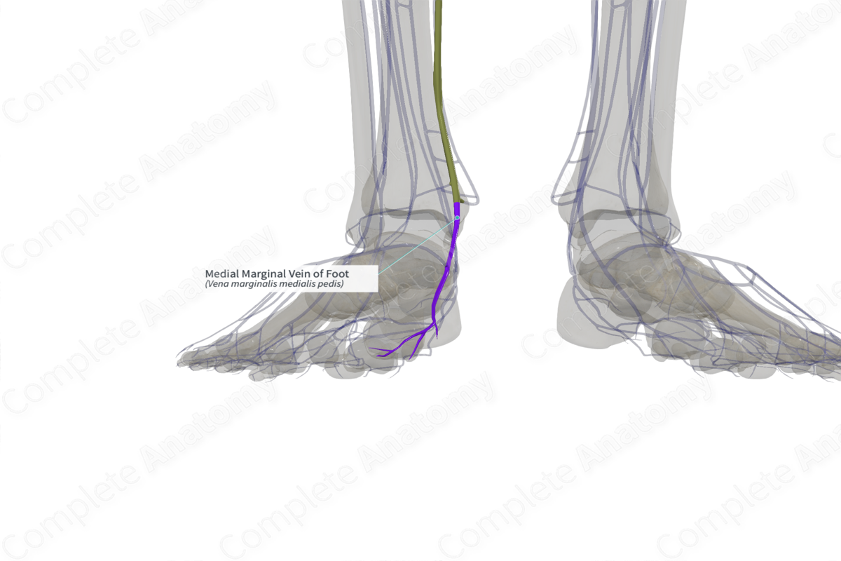 Medial Marginal Vein of Foot (Left)
