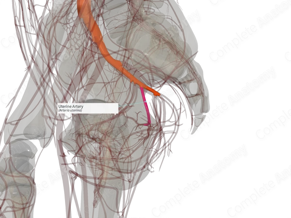 Uterine Artery (Left)