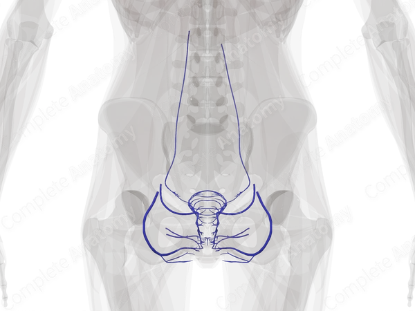 Veins of Female Genital System