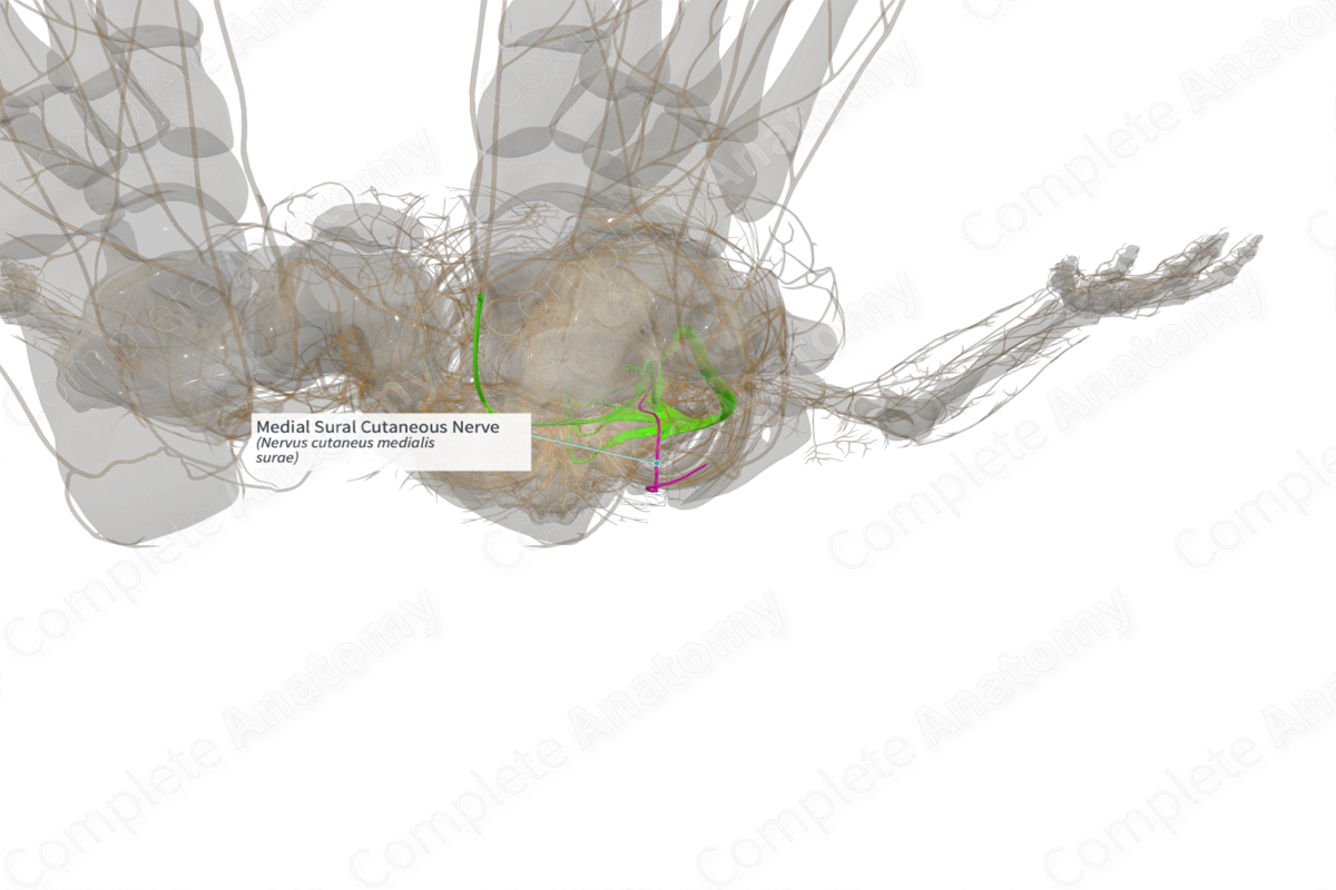 Medial Sural Cutaneous Nerve (Left)