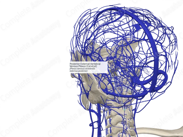 Posterior External Vertebral Venous Plexus (Cervical)