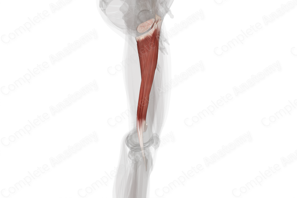 Medial Compartment of Thigh (Left)