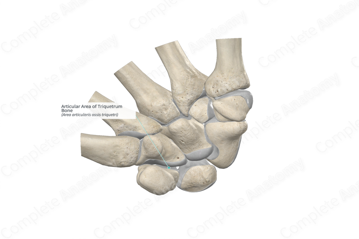 Articular Area of Triquetrum Bone 