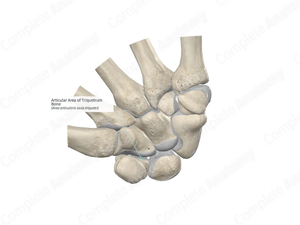 Articular Area Of Triquetrum Bone Complete Anatomy Articular Area Of Triquetrum Bone Complete Anatomy